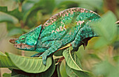 Chameleon (Calumma parsonii). Madagascar