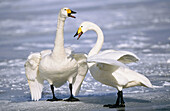 Whooper Swan (Cygnus cygnus) on Kushiro wetlands. Hokkaido, Japan