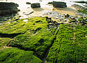 Intertidal seascape. Mar Cantábrico (Bay of Biscay). Spain.