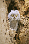 Scops-Owl (Otus scops)
