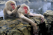 Japanese Macaques (Macaca fuscata). Jigokudani Yaien. Japan