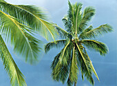 Palm trees in front of Pacific Ocean. Hawaii, USA