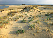 Corrubedo dunes. National Park. Coruña. Spain.