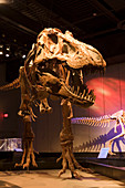 Tyrannosaurus rex. Royal Tyrrell Museum of Paleontology. Drumheller. Alberta. Canada