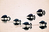 Lesser Flamingos (Phoenicopterus minor)