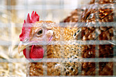 Chicken inside cage in market. Sineu. Majorca. Balearic Islands. Spain