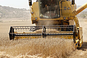 Harvesting wheat.