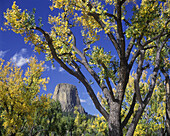 Fall foliage, Devil s tower national monument, Wyoming, USA.