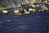 Elk, Yellowstone national park, Wyoming, USA.