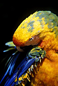 Color: tropical macawbird.