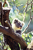 Koala, Philip island, Melbourne, Victoria, Australia.