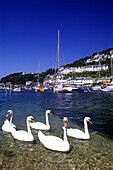 Swans, East looe, Cornwall, England, UK