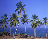 Scenic palm trees, North beach, Kovalam, Kerala, India.