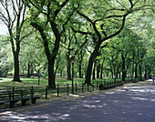 Elm trees, The mall, Central park, Manhattan, New York, USA.