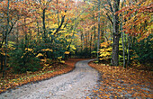 Autumn Road, Cataloochee Cove. Great Smoky Mountains NP. North Carolina. USA