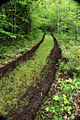 Tire tracks in the forest. Great Smoky Mountains NP. Tennessee. USA