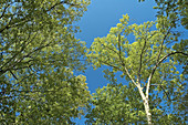 Treetops in Spring, Blue Sky, East Tennessee