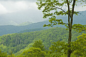 Spring Image from Newfound Gap Road, Great Smoky Mtns Nat. Park, North Carolina, USA