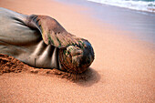 Hawaiian Monk Seal (Monachus schauinslandi)