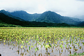 Taro (Colocasia esculenta) plantations. Kauai, Hawaii. USA