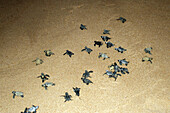 Loggerhead turtle hatchlings (Caretta caretta). Praia do Forte. Bahia, Brazil