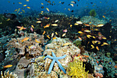 A multitude of sponges, tunicates, feather stars, sea stars, soft and hard corals as well as fish co-exist harmoniously in the reefs at Cogon. Apo Island marine reserve, Philippines (Visayan sea)