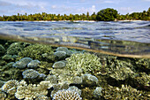 Over under image of coral reef ( Acropora sp.) and trees at Majikin Island, Namu atoll. Marshall Islands (North Pacific)