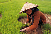 Old woman working in rice field. Vietnam