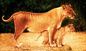 Lioness and cub (Panthera leo). Kenya