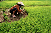 Woman working at rice field. Vietnam
