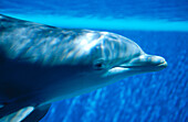 Bottlenose Dolphin (Tursiops truncatus)