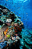 Red Anthias and coral reef. Komodo National Park. Flores island. Indonesia