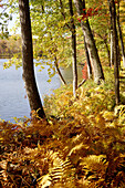 Lakeside in fall. New England, USA