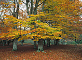 European Beeches (Fagus sylvatica). Gorbea Natural Park. Biscay. Spain