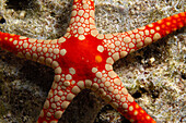 Unidentified starfish. Ha apai Group. Tonga. South Pacific Ocean.