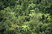 Native bush vegetation near Bridal Veil Falls. Waikato, North Island. New Zealand