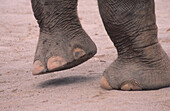 Asian Elephant (Elephas maximus) feet. Auckland zoo. New Zealand