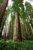 Giant Redwoods. Stout Grove. Jedediah Smith Redwoods State Park. California. USA