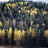 Landscape in Jemez Springs. Jemez Mountains area. New Mexico, USA