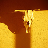Skull on wall. Santa Fe. New Mexico, USA