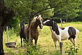 Horses nuzzling in field. Lancaster, New Hampshire, USA