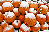 Pile of pumpkins covered with early fall snow