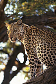 Leopard (Panthera pardus). Kalahari-Gemsbok National Park. South Africa