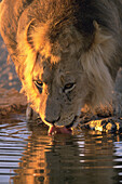 Lion (Panthera leo) drinking water. Kalahari-Gemsbok National Park. South Africa
