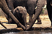 African Elephants (Loxodonta africana). Hwange National Park. Zimbabwe