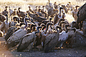 Cape Vultures (Gyps coprotheres) and White-backed Vultures (Gyps africanus). Etosha National Park. Namibia