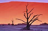 Sossusvlei dunes. Namib-Naukluft Park. Namibia