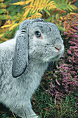 Mini Lop Rabbit