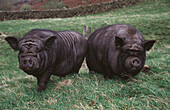 Vietnamese pot-bellied pigs