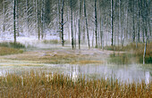 Dead pines and reeds in mist. Firehole Lake Drive. Yellowstone National Park. Wyoming. USA